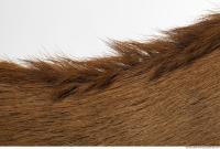 animal skin doe fur 0005